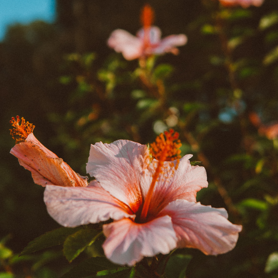 Fleurs d’hibiscus & litchi